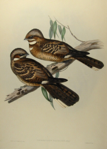 John Gould's Birds of Australia